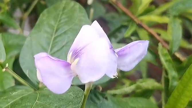 刀豆属于什么植物类型？(刀豆属于什么植物类型的)